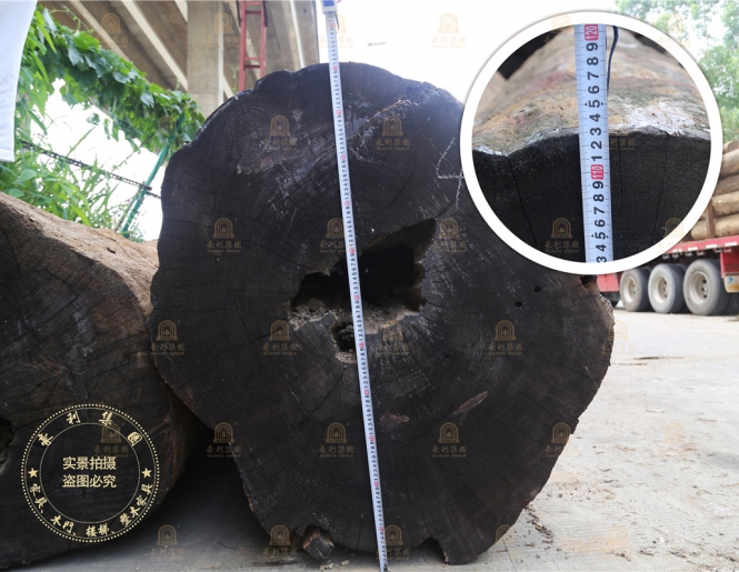 【原木资讯】500m³优质天然缅甸柚木到厂，豪利大手笔囤木凸显常态化